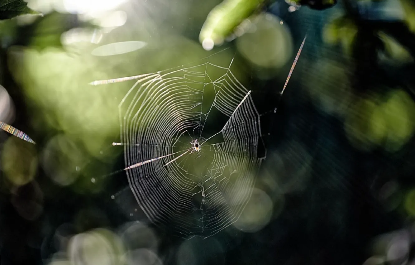 Photo wallpaper light, glare, web, spider
