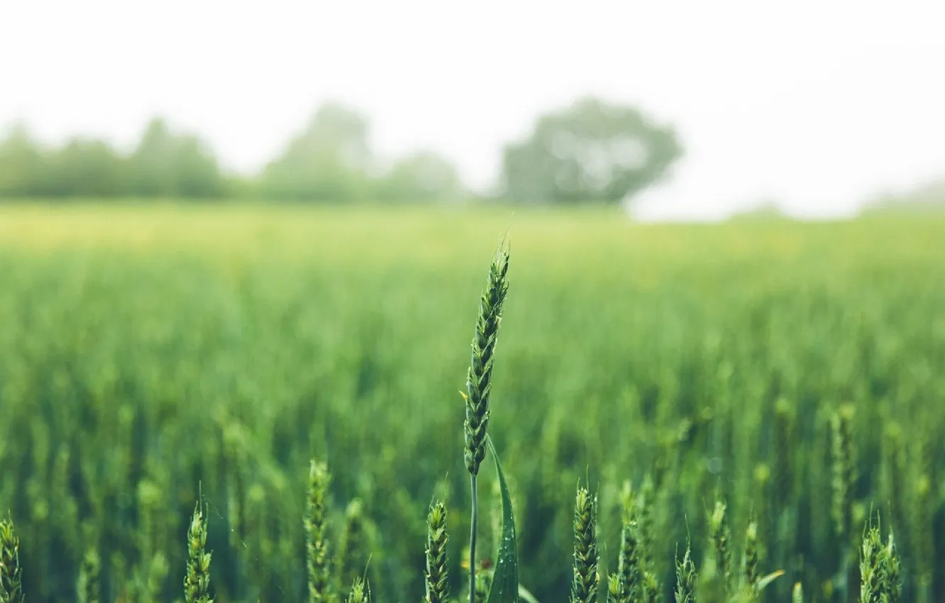 Photo wallpaper greens, field, summer, ear, spike