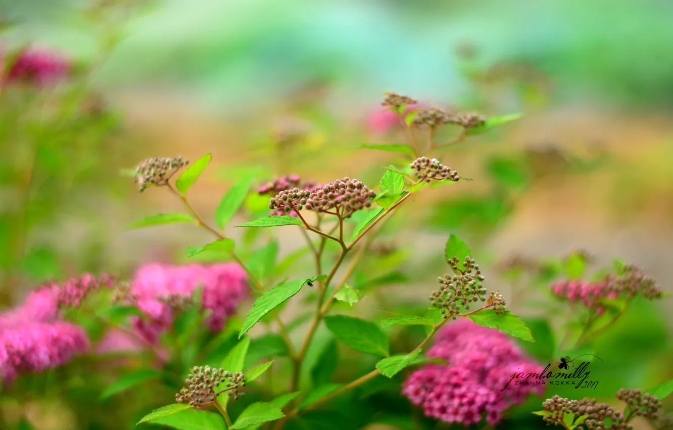Photo wallpaper flowers, nature, green, pink, Bush