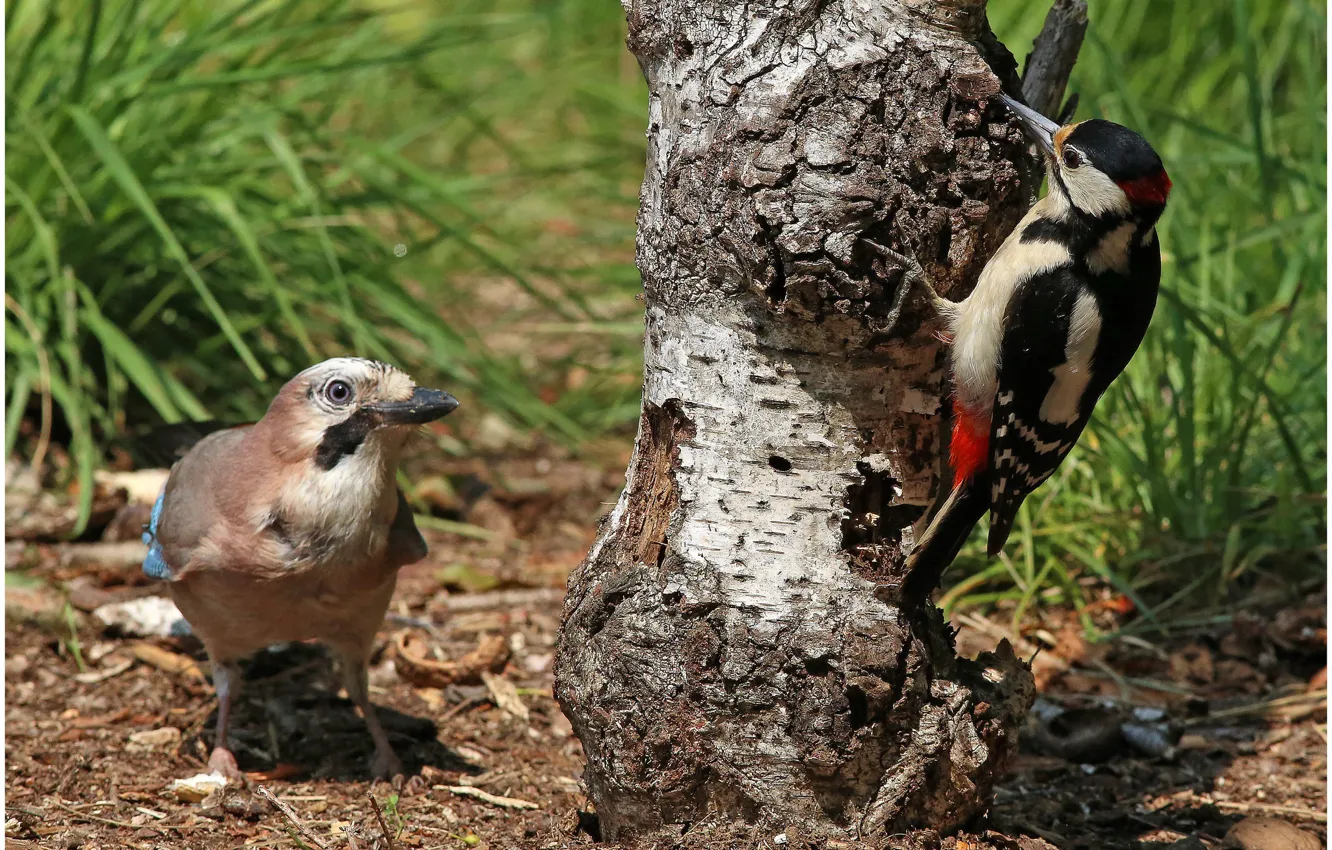 Photo wallpaper grass, trees, nature, bird, woodpecker
