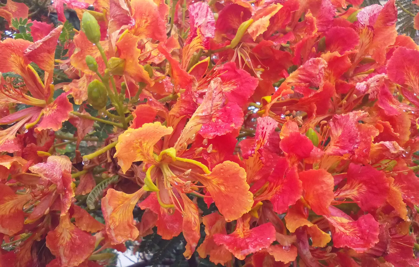 Photo wallpaper red, flowers, India, Andhra, Kaza Village, Red flowers