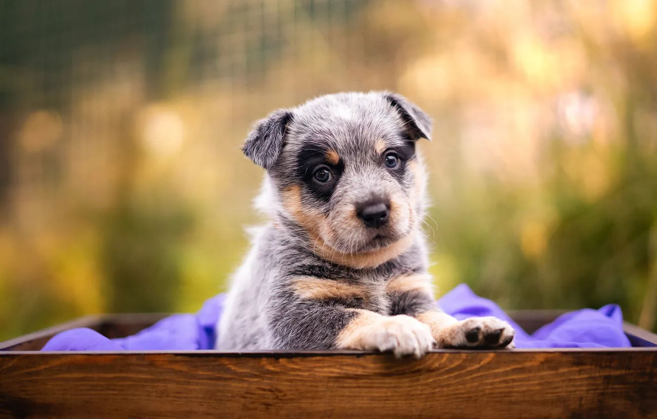 Photo wallpaper pose, portrait, dog, look, face, nature
