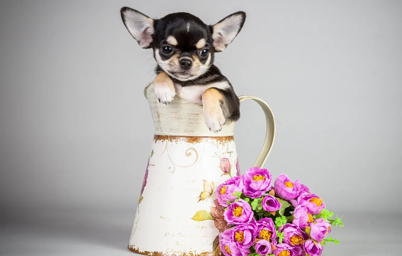 Photo wallpaper flowers, dog, bouquet, puppy, pitcher, puppy, flowers, bouquet