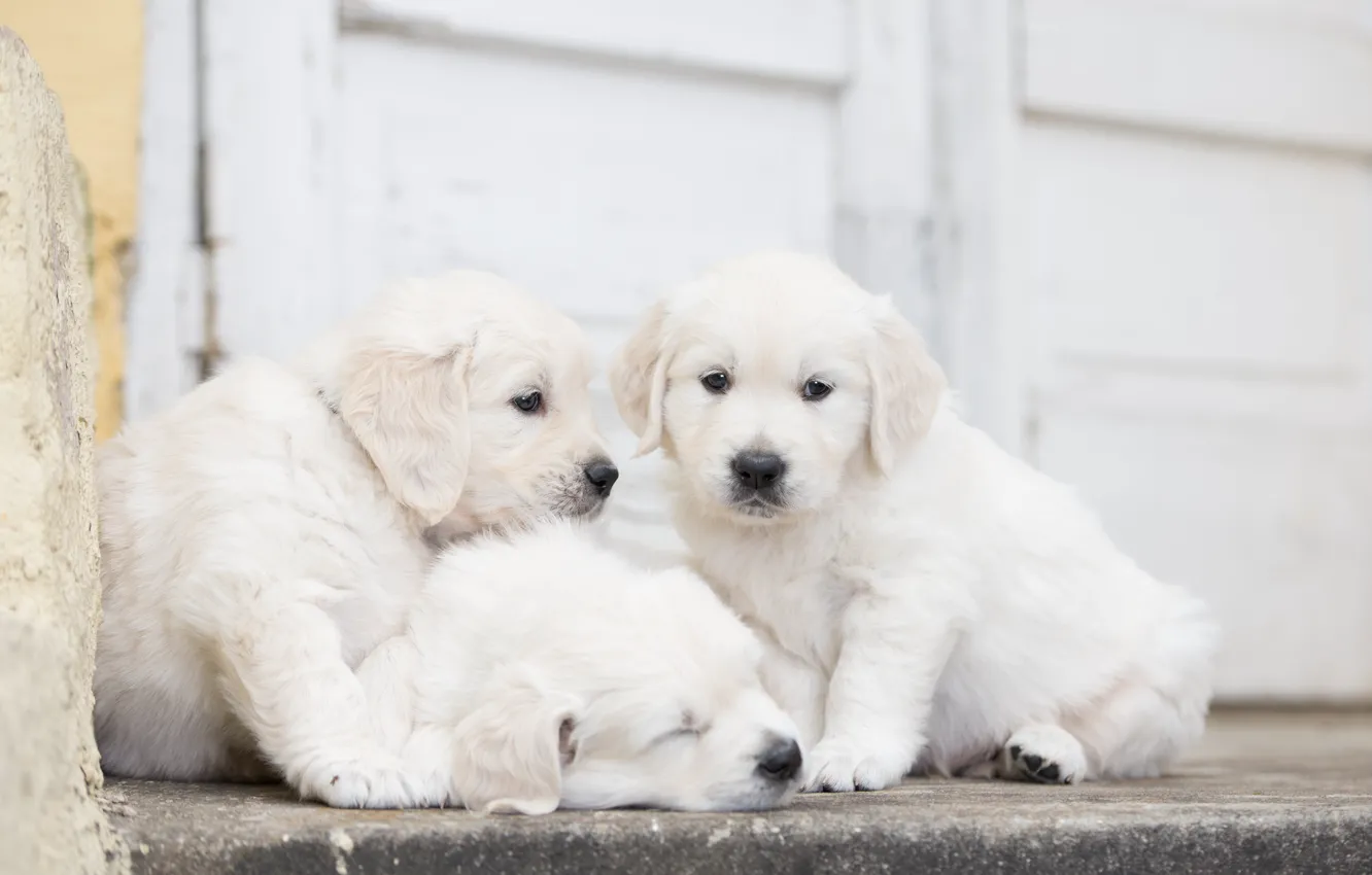Photo wallpaper dogs, puppies, trio, Trinity