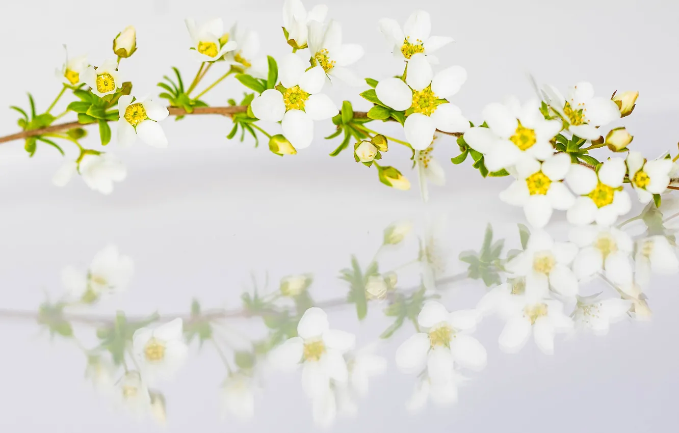 Photo wallpaper reflection, branch, spring, petals, Spiraea