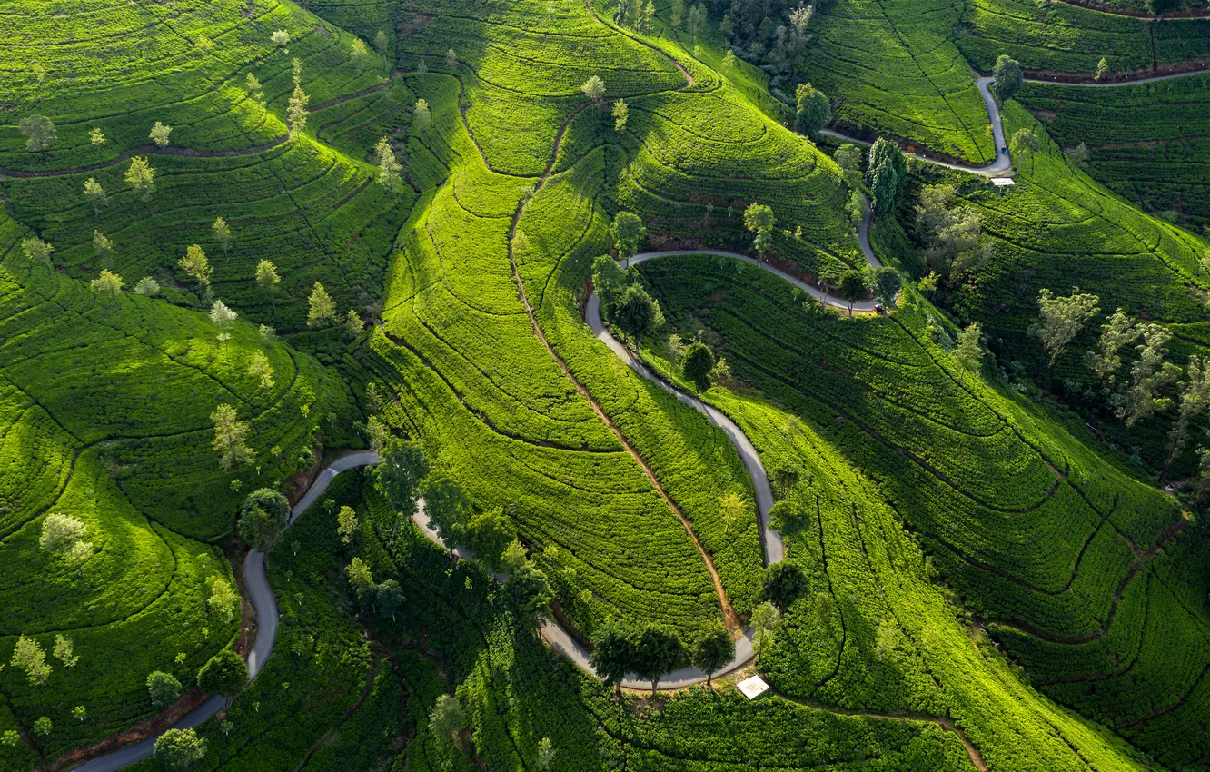 Photo wallpaper road, greens, the sun, trees, landscape, field, the view from the top, plantation