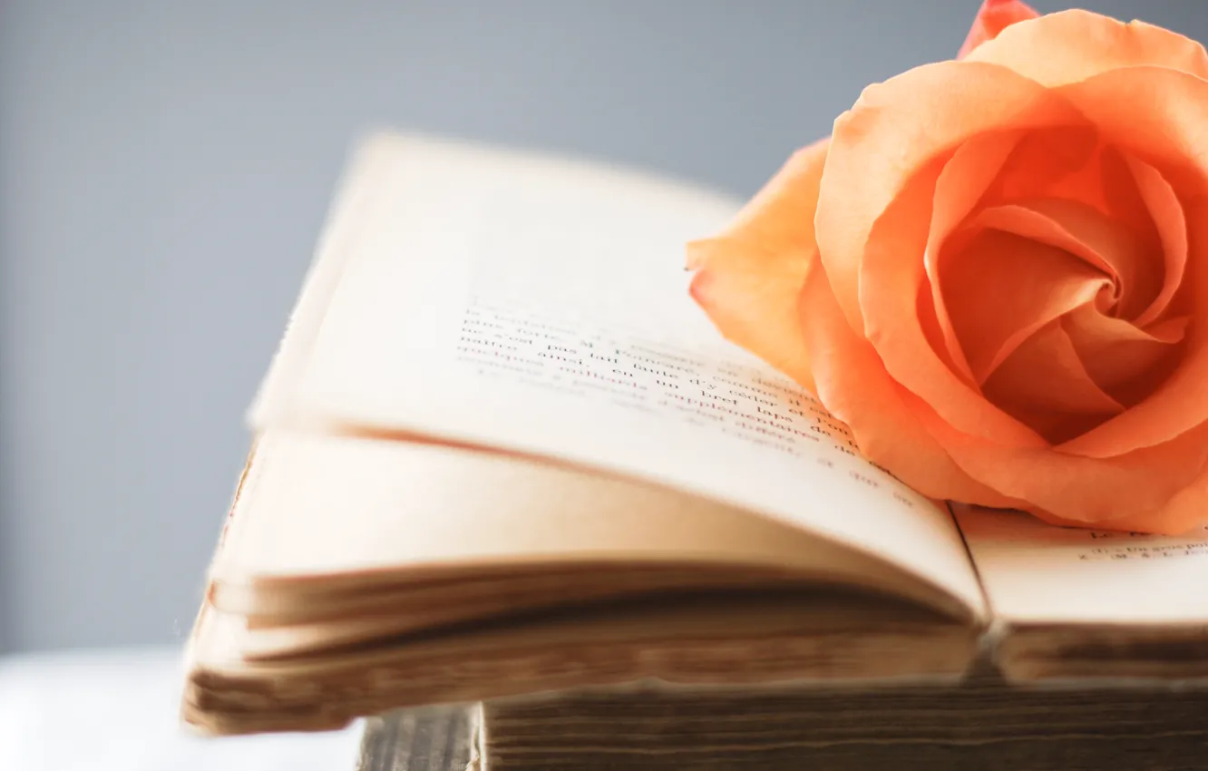 Photo wallpaper flowers, orange, style, background, Wallpaper, roses, book, flowers