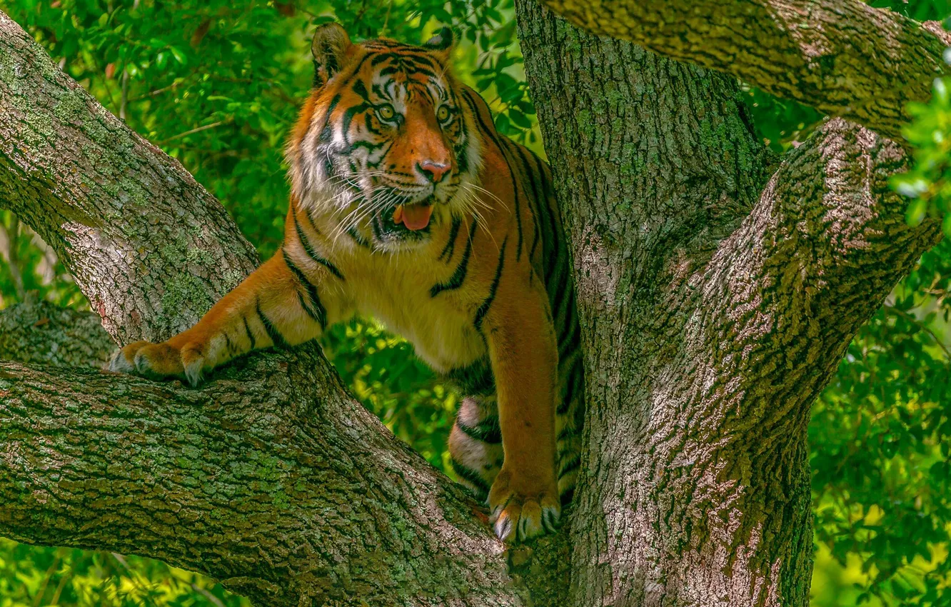 Photo wallpaper cat, tiger, tree, predator