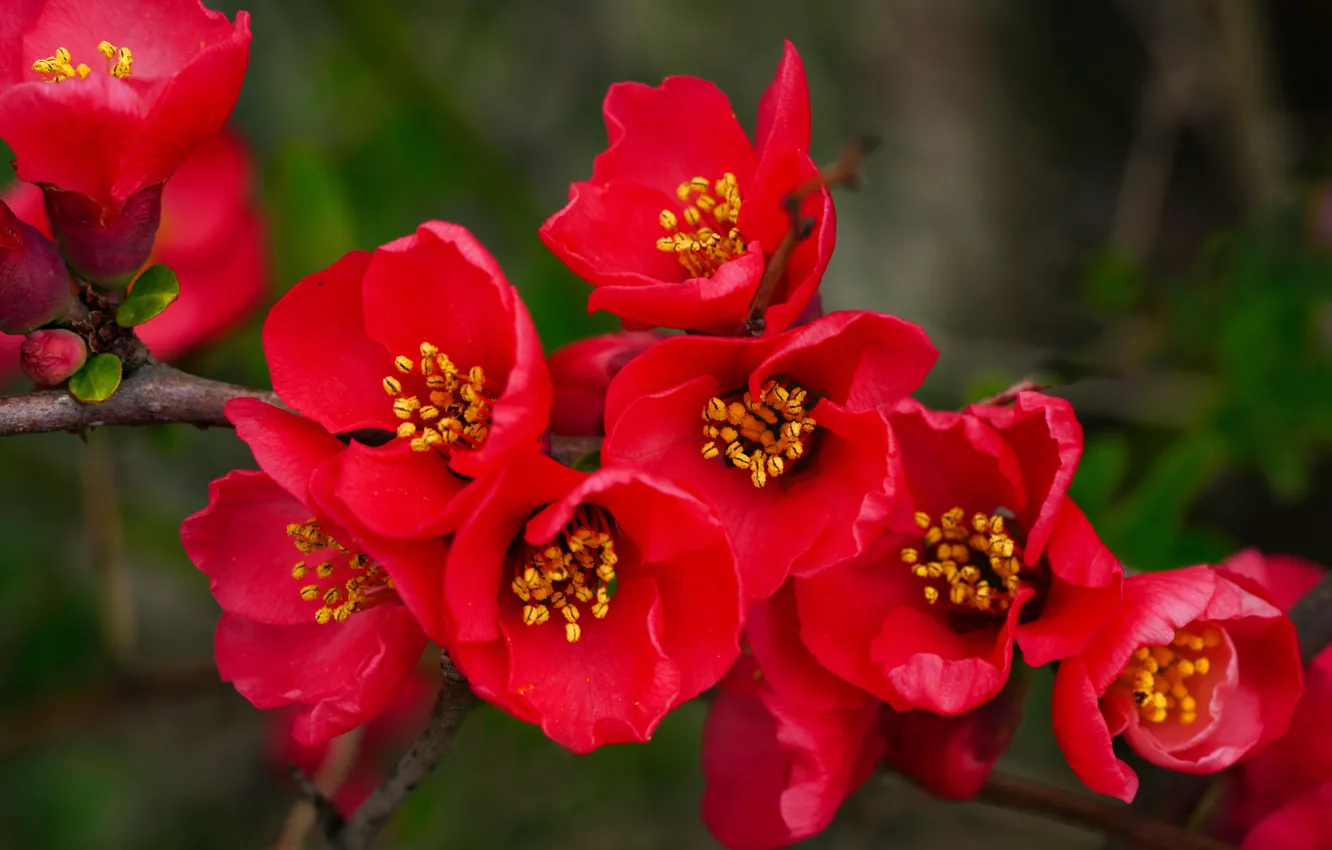 Photo wallpaper flowers, red, flowering, quince