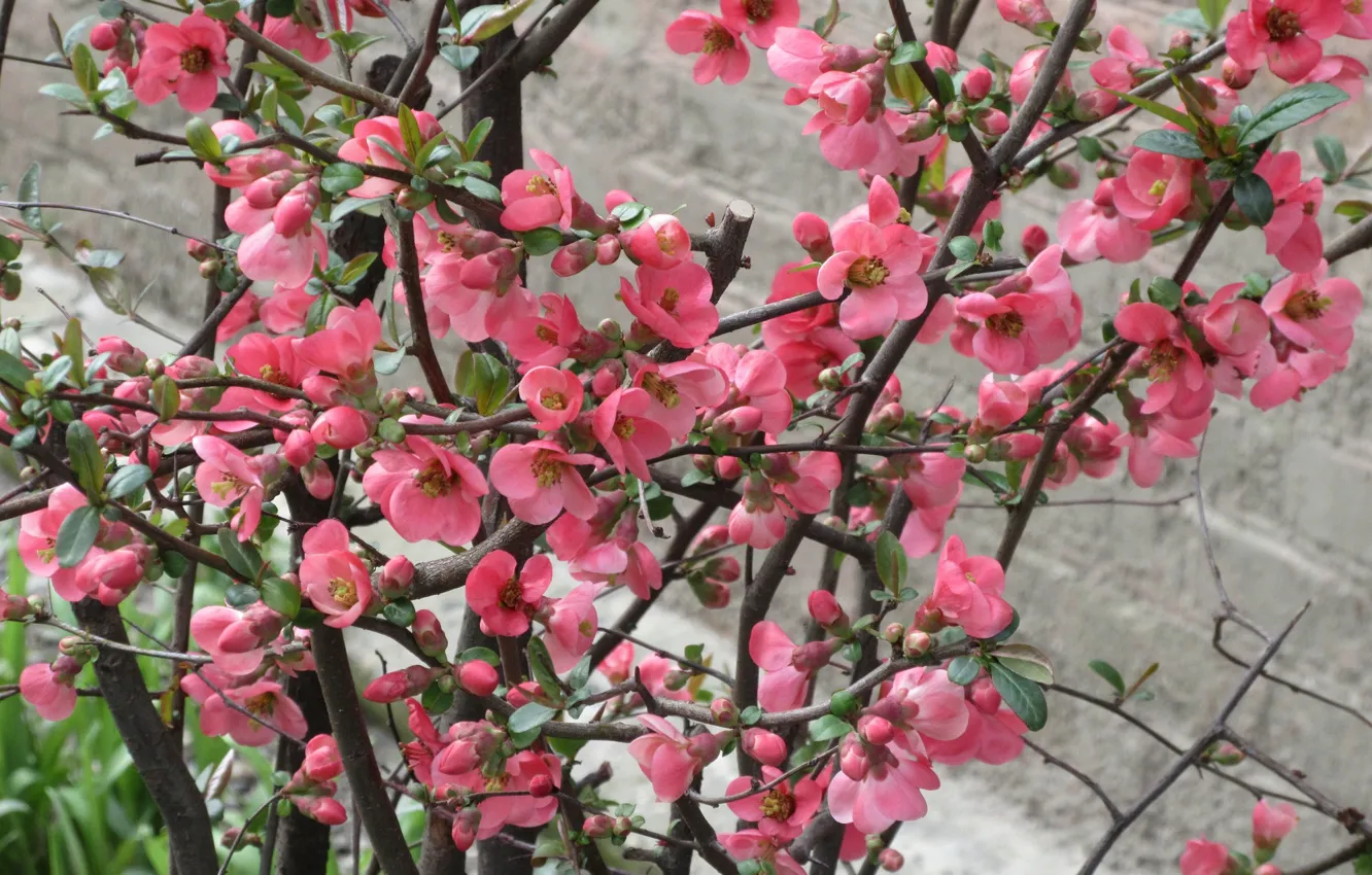 Photo wallpaper flowers, Bush, quince, April, spring 2018, mamala ©