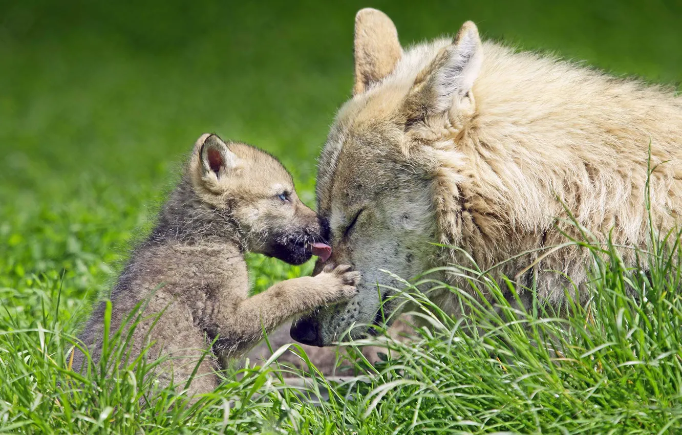 Photo wallpaper grass, nature, wolf, the cub