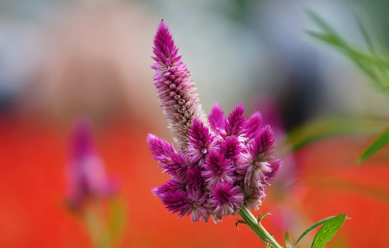Photo wallpaper macro, flowers, pink, field, Celosia argentea