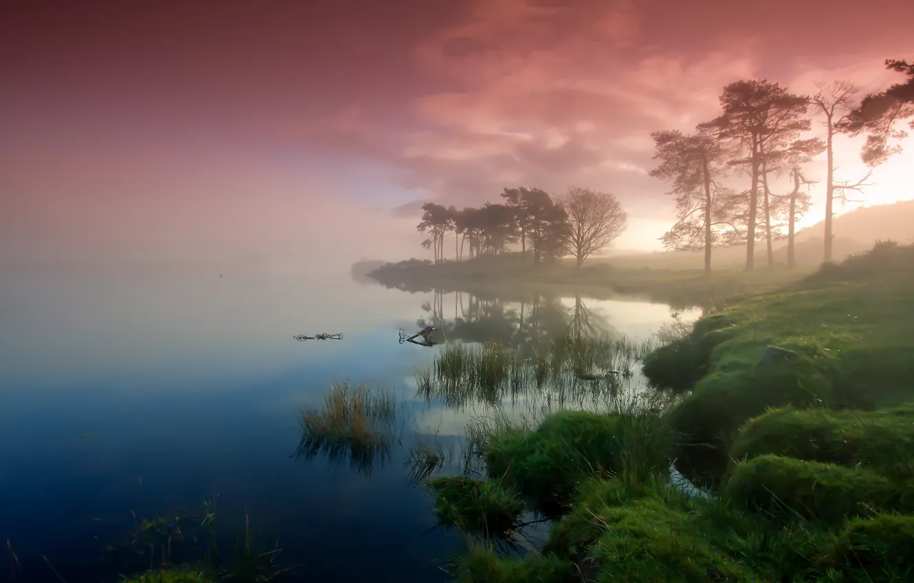 Photo wallpaper trees, sunset, fog, lake