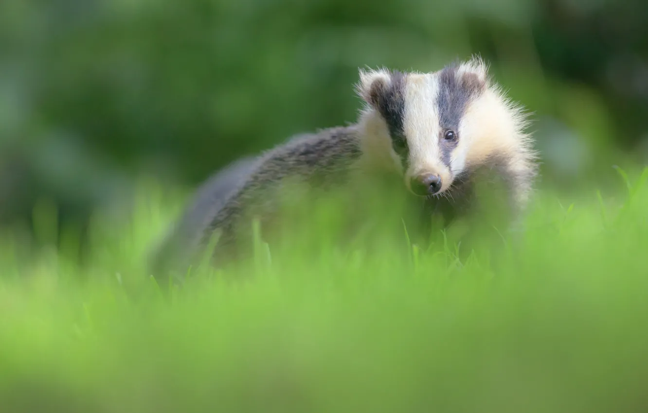 Photo wallpaper grass, face, green, background, animal, portrait, nose, bokeh