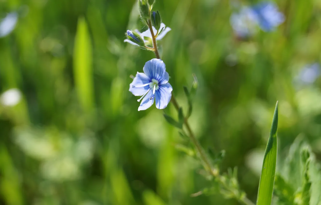 Photo wallpaper background, chicory, plant, flowers