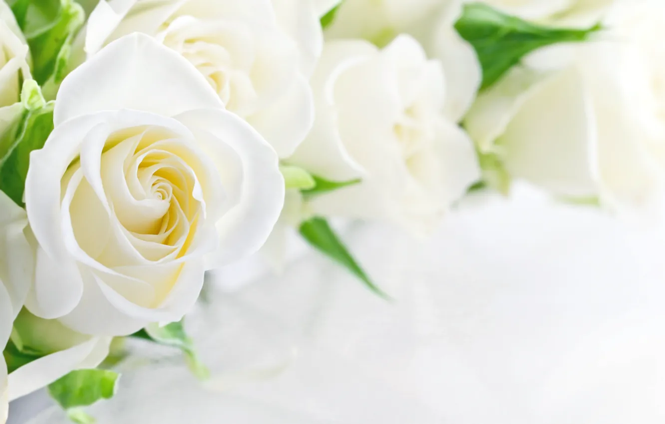 Photo wallpaper flowers, Bud, white roses
