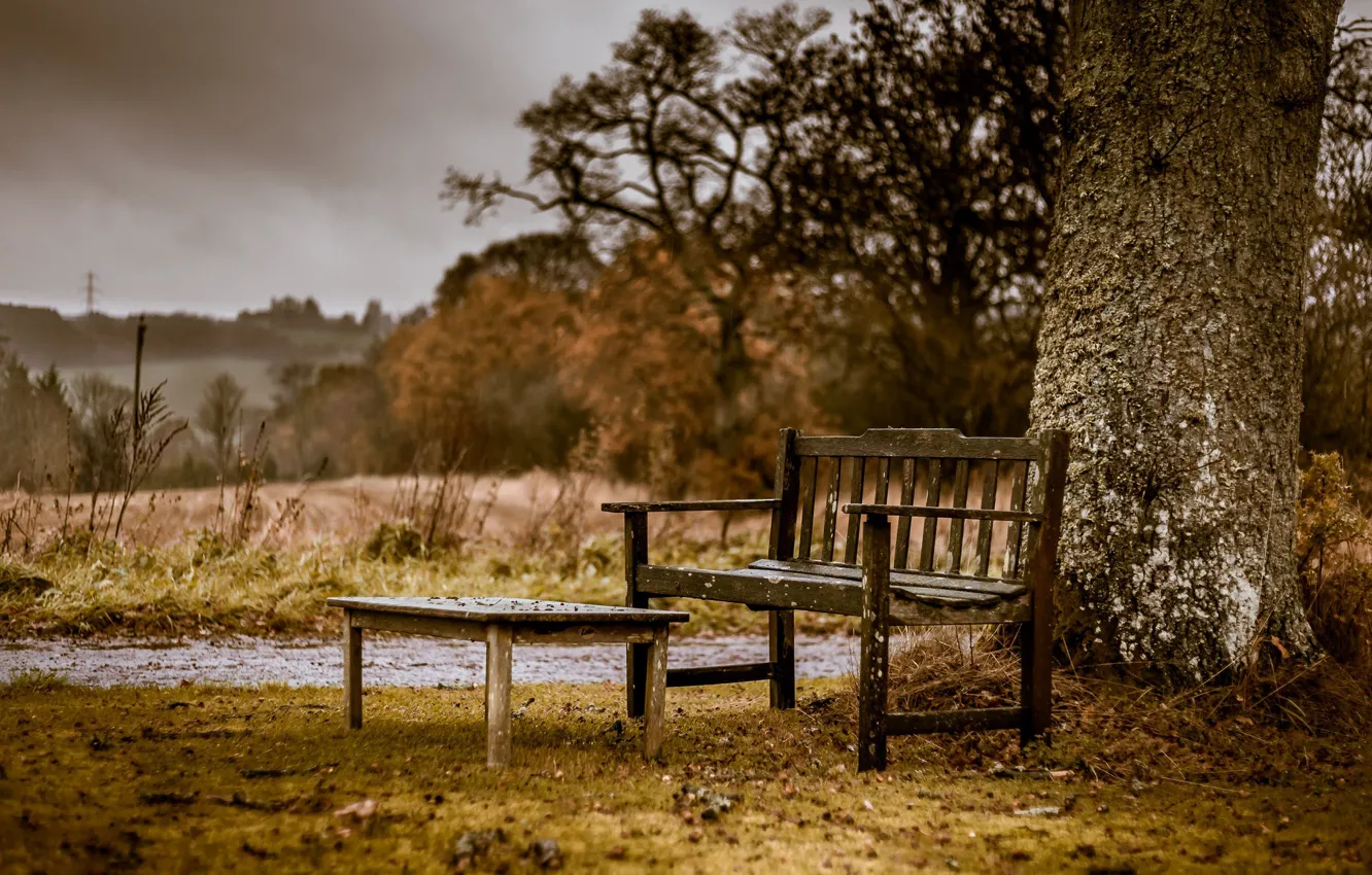 Photo wallpaper trees, rain, table, bench, bokeh