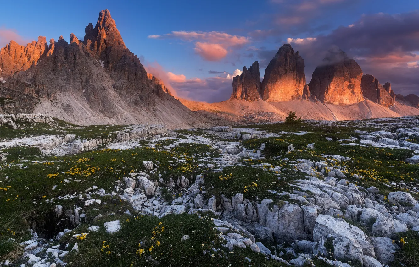Photo wallpaper flowers, mountains, stones, rocks, dandelion, tops, spring, Alps