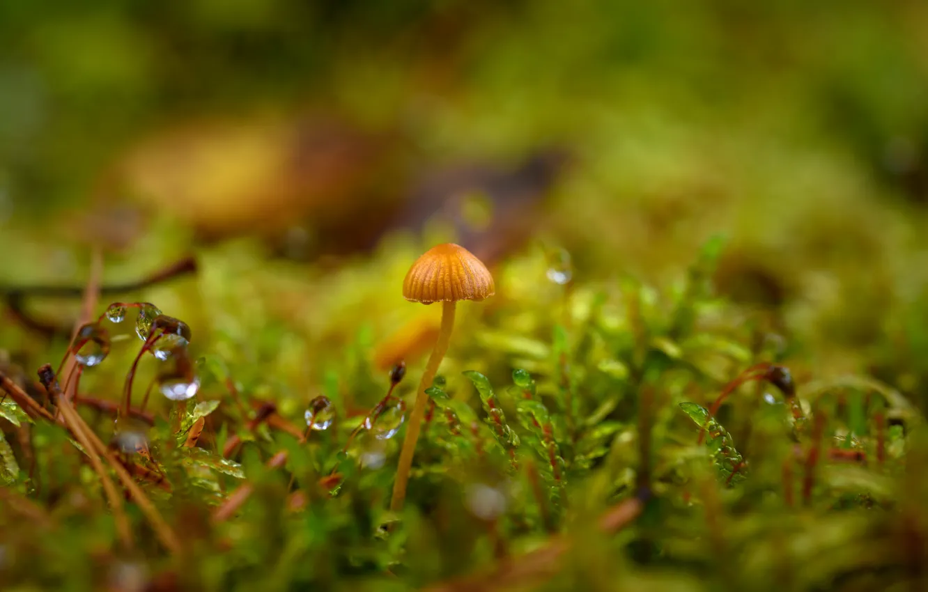 Photo wallpaper drops, mushrooms, moss, bokeh