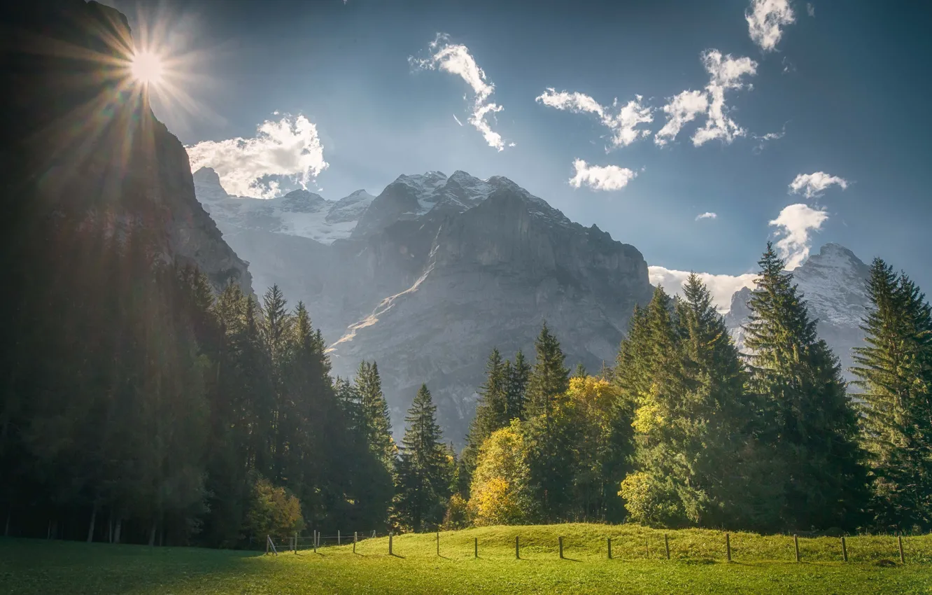 Photo wallpaper forest, trees, mountains, Switzerland, meadow, Switzerland, Grindelwald, Bernese Alps