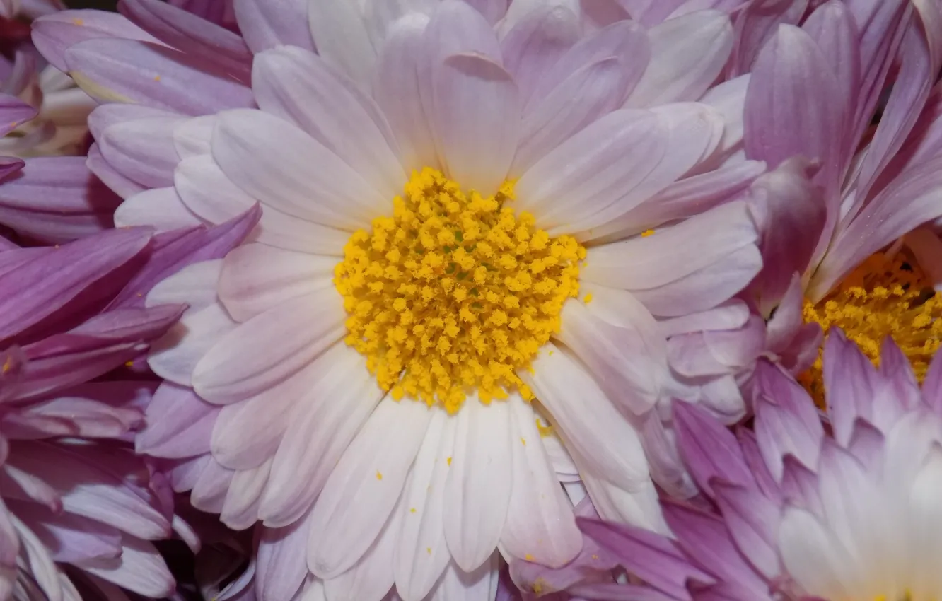 Photo wallpaper macro, flowers, chrysanthemum