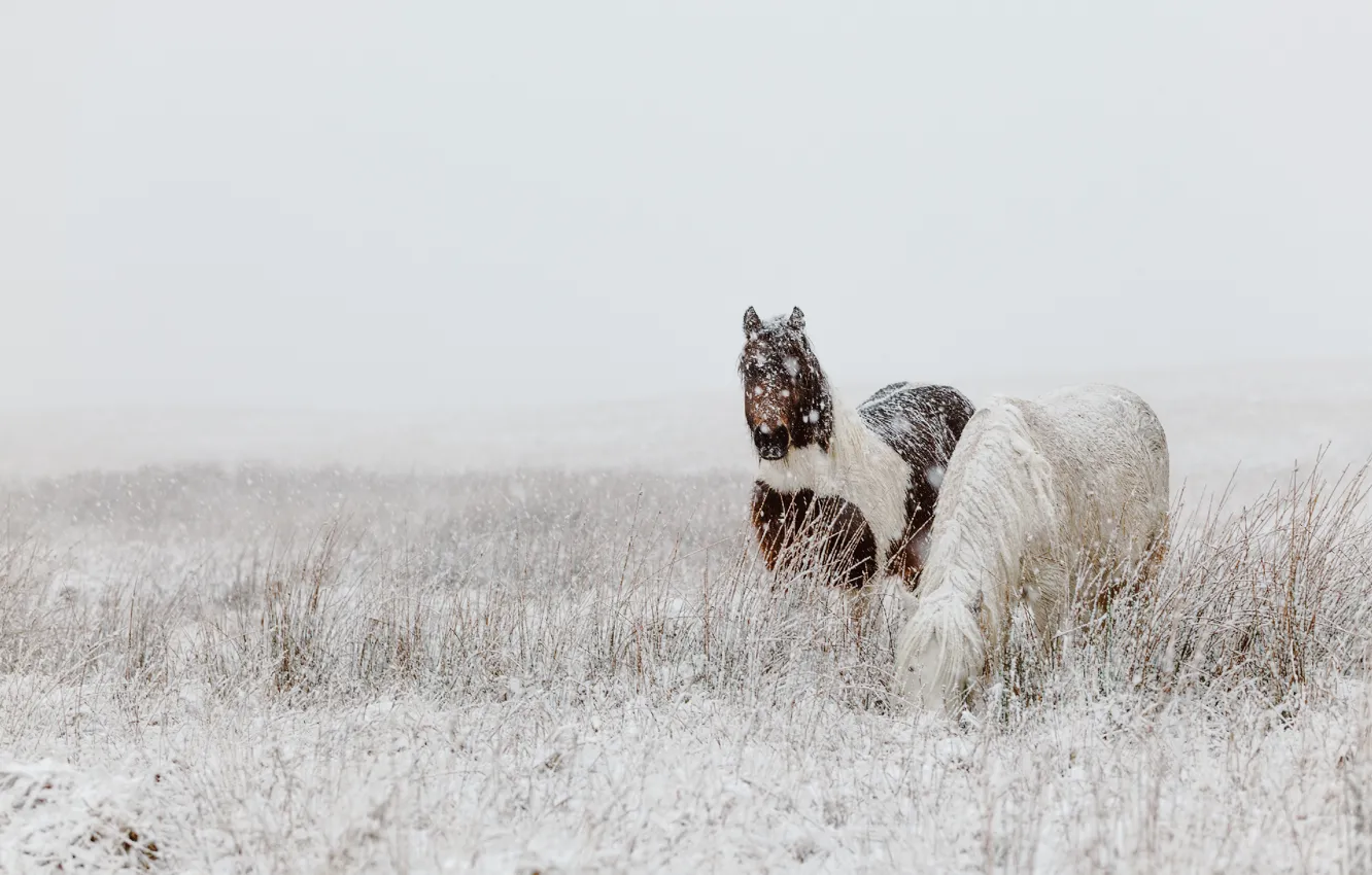 Photo wallpaper winter, field, snow, nature, horse, horse, two, horses
