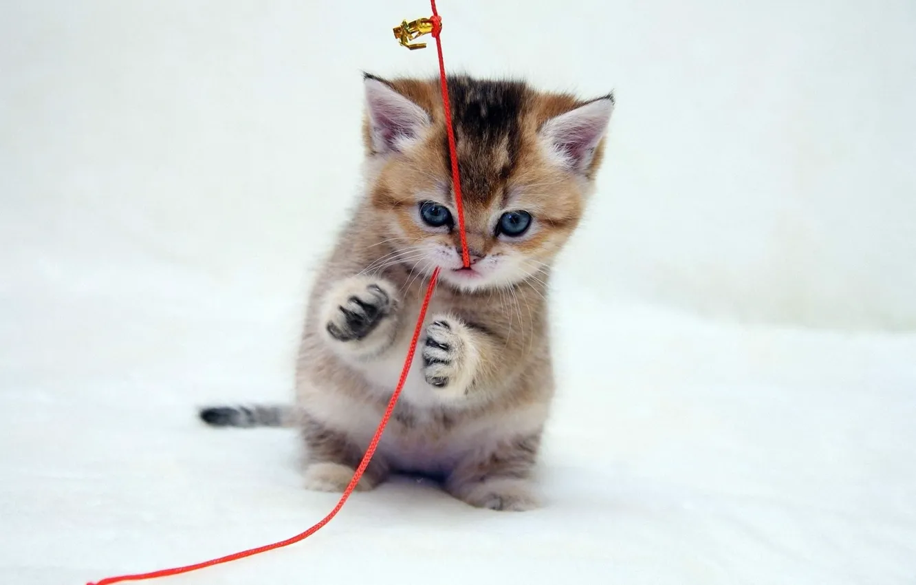 Photo wallpaper muzzle, kitty, grey background, red thread, played, on hind legs