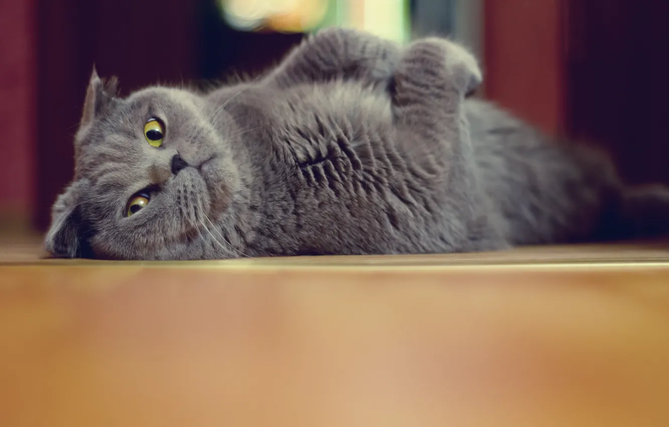 Photo wallpaper lies, looks, Tomcat, brazen