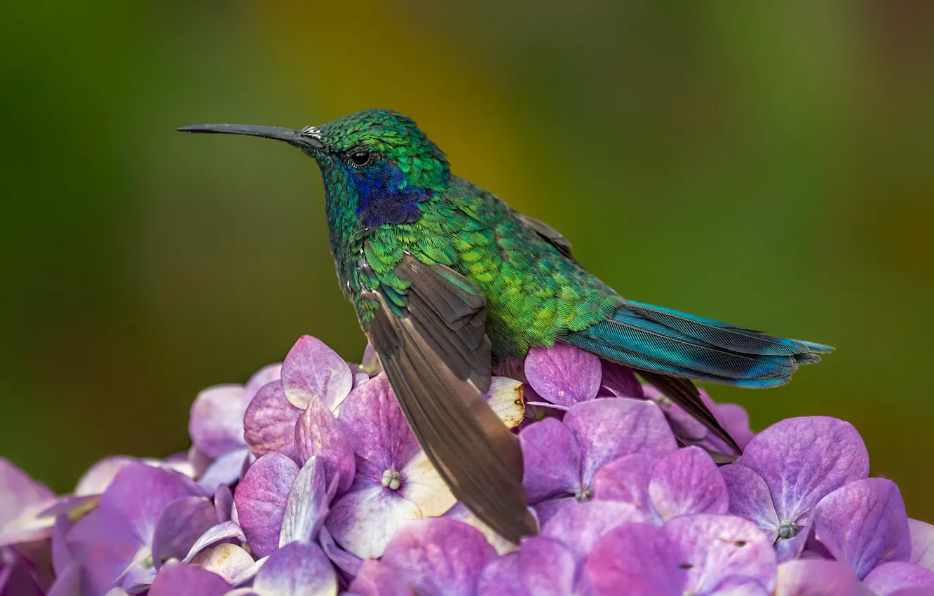 Photo wallpaper flower, bird, beak, tiny hummingbirds