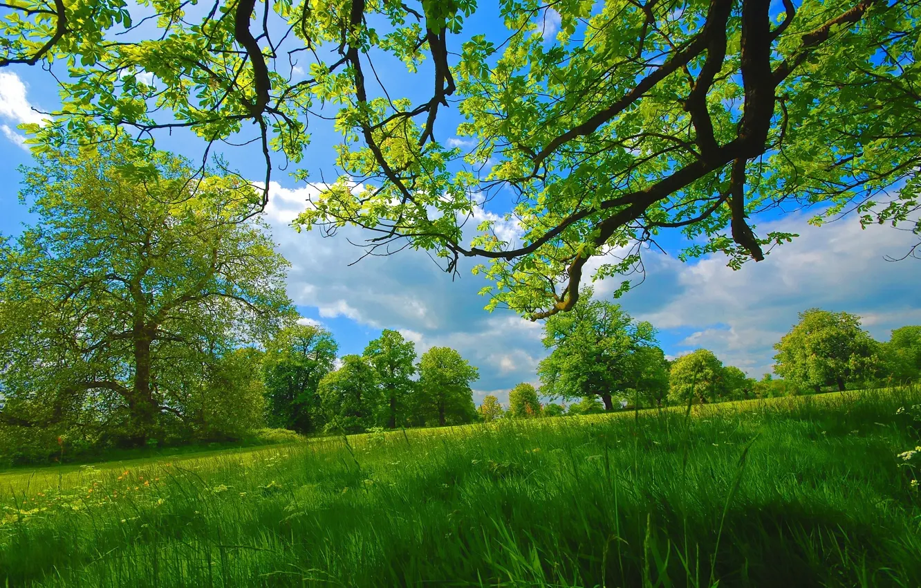 Photo wallpaper summer, grass, trees, branches, meadow