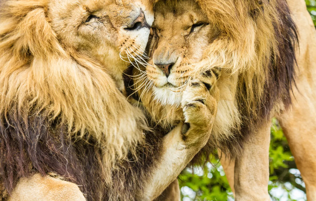 Photo wallpaper cats, Leo, mane, lions, brothers