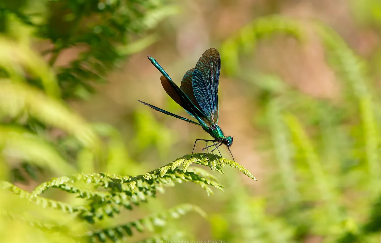 Photo wallpaper macro, dragonfly, insect