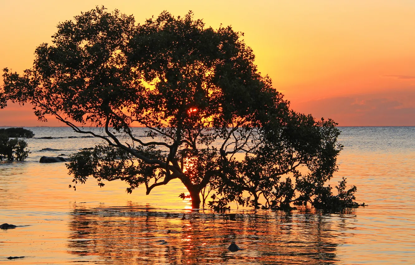 Photo wallpaper sea, trees, sunset