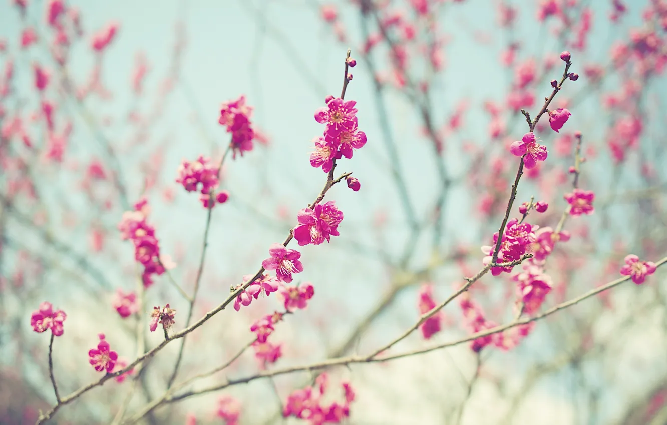 Photo wallpaper flowers, branches, stems, buds, pink flowers, bokeh