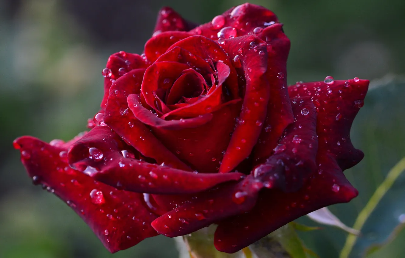Photo wallpaper drops, macro, flowers, red, the dark background, one, dark, roses