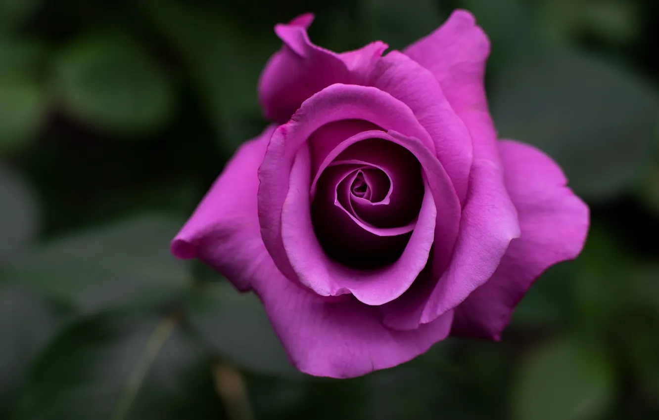 Photo wallpaper flower, background, rose, Bud, lilac