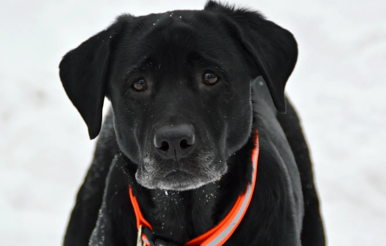 Photo wallpaper look, each, dog