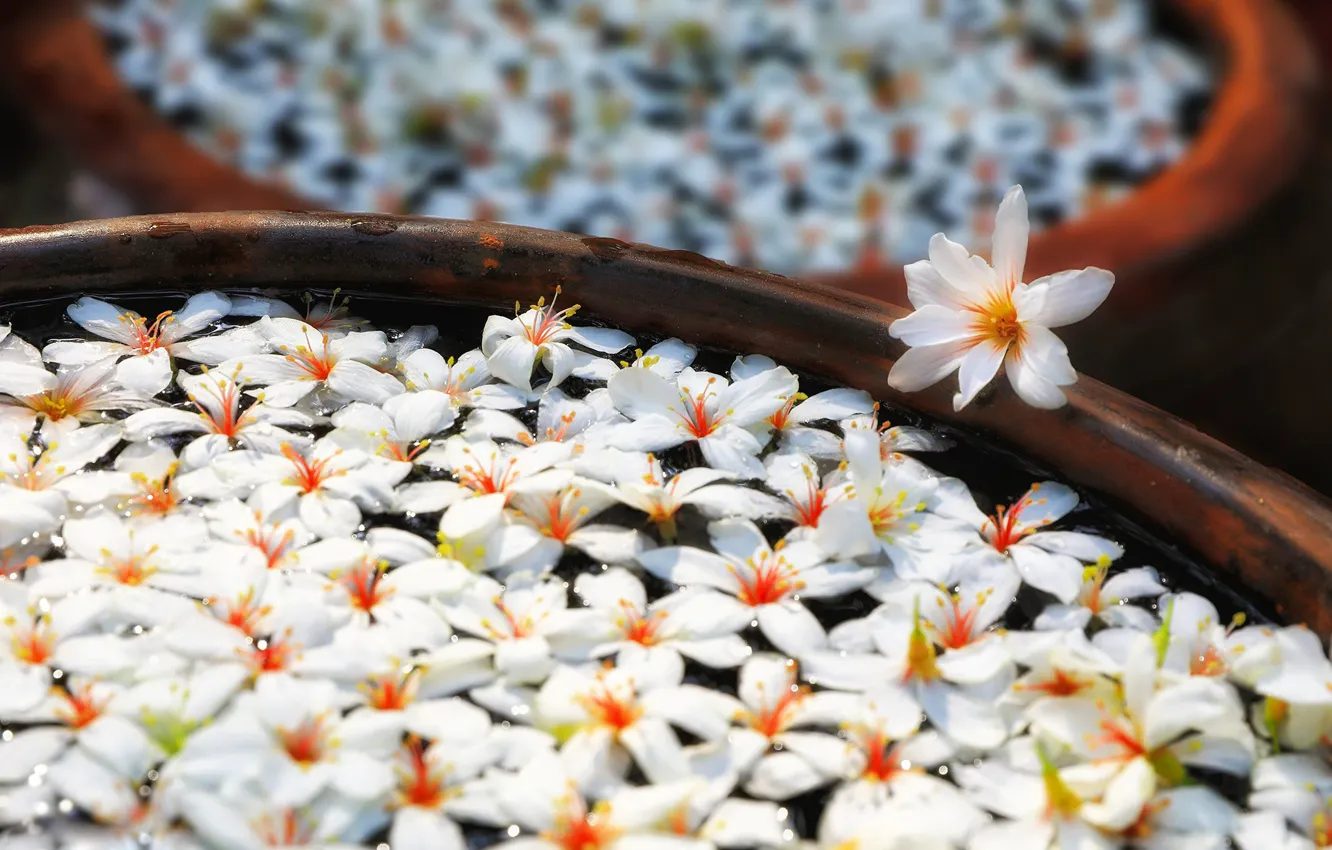 Photo wallpaper water, flowers, spring, petals, white, Chan, barrel, vessel