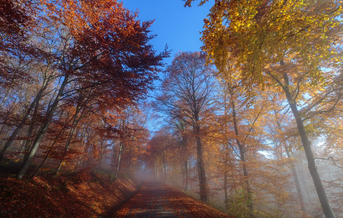 Photo wallpaper road, autumn, fog, morning