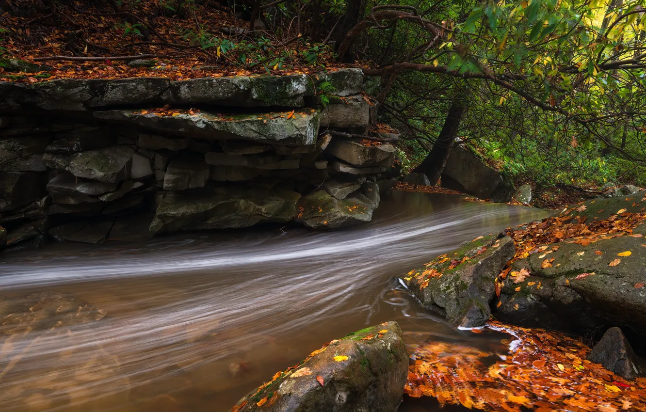 Photo wallpaper autumn, forest, trees, branches, stream, stones, rocks, shore