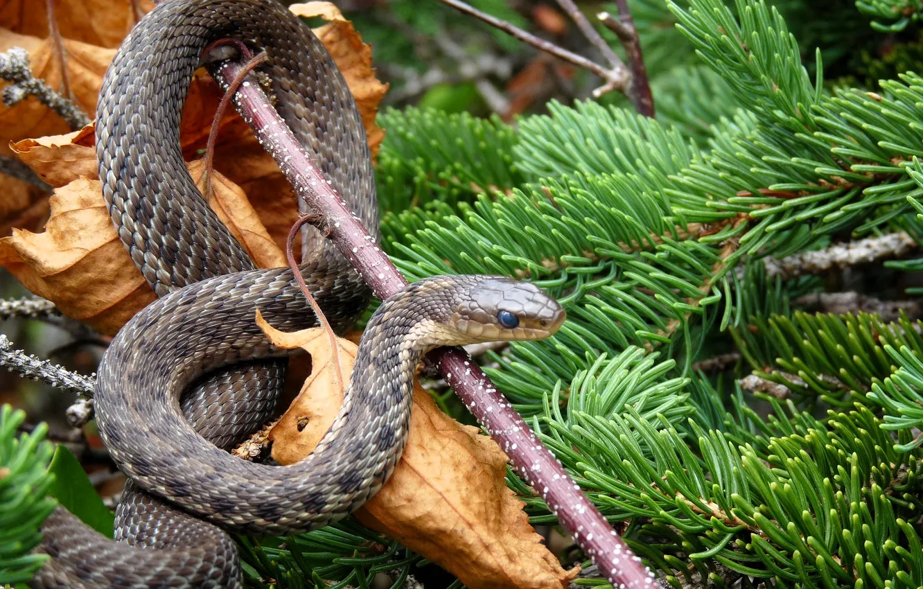 Photo wallpaper leaves, branches, tree, snake, stick
