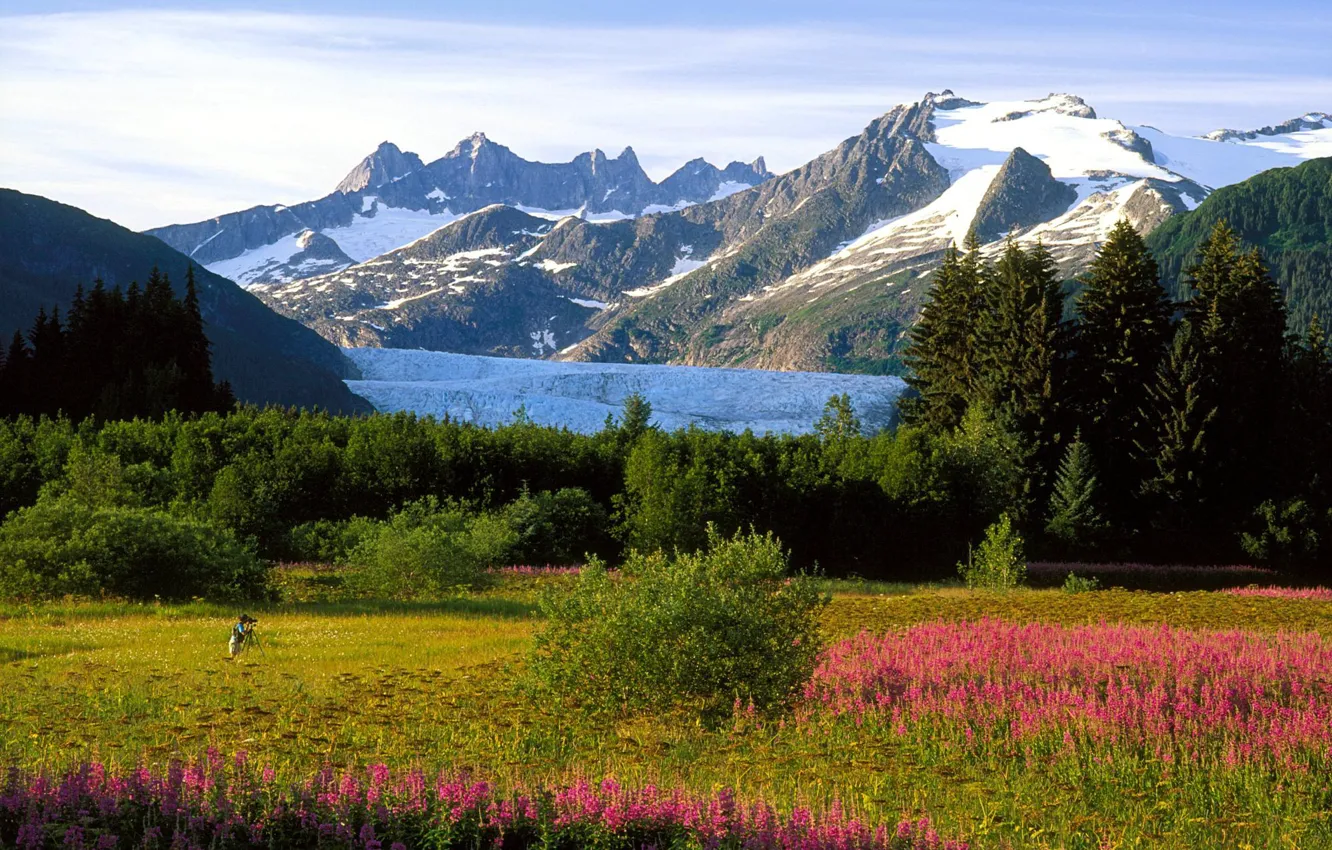 Photo wallpaper snow, trees, flowers, mountains, people, Alaska, meadow