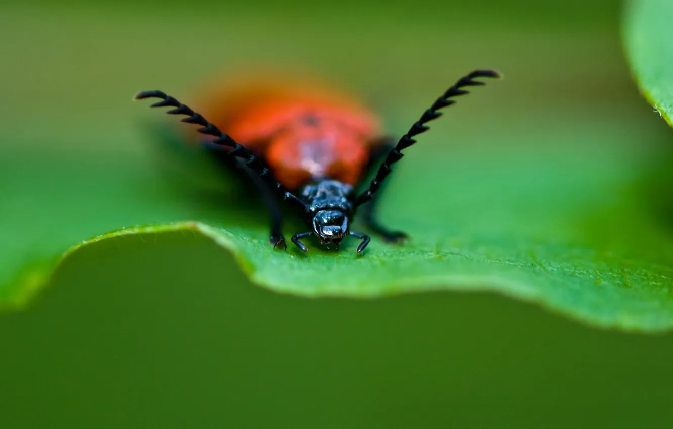 Photo wallpaper mustache, macro, beetle, Fox, Antena