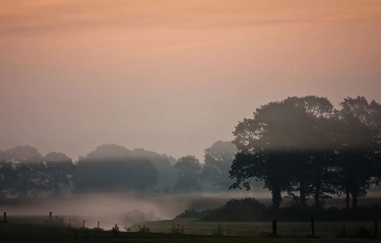Photo wallpaper trees, nature, river, Wallpaper, the evening, wallpapers