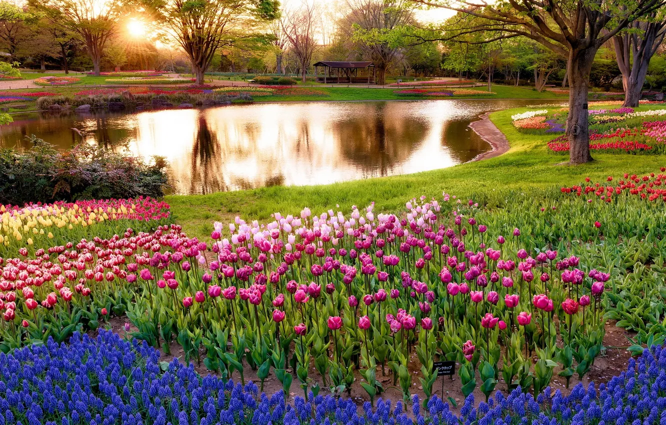 Photo wallpaper trees, water, flowers, pond, water body