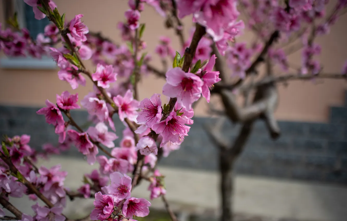 Photo wallpaper trees, spring, flowering