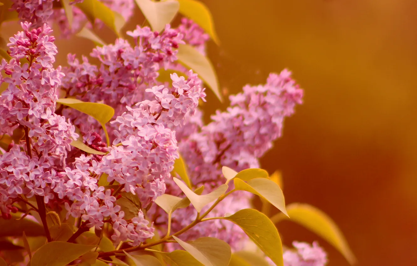 Photo wallpaper flower, spring, lilac