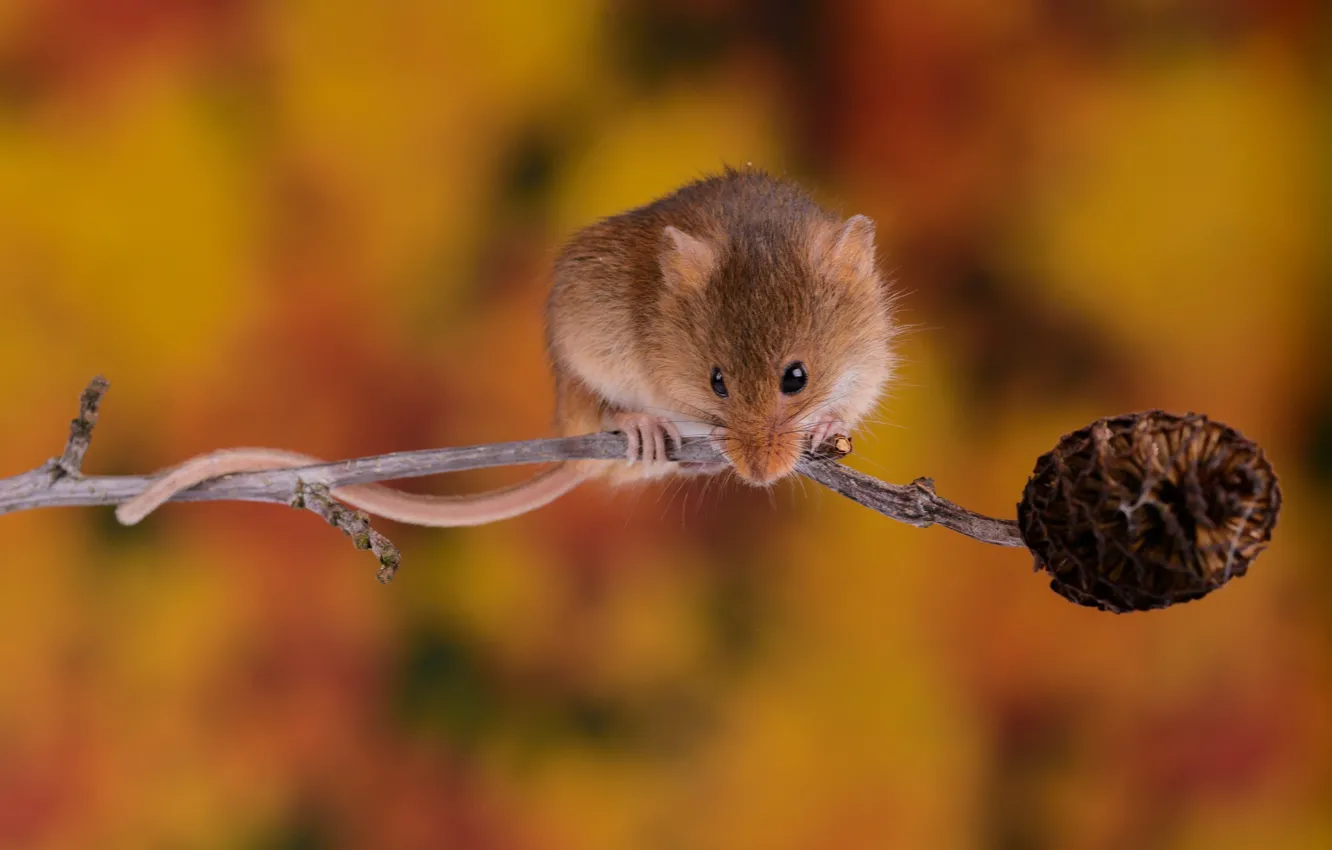 Photo wallpaper autumn, background, mouse
