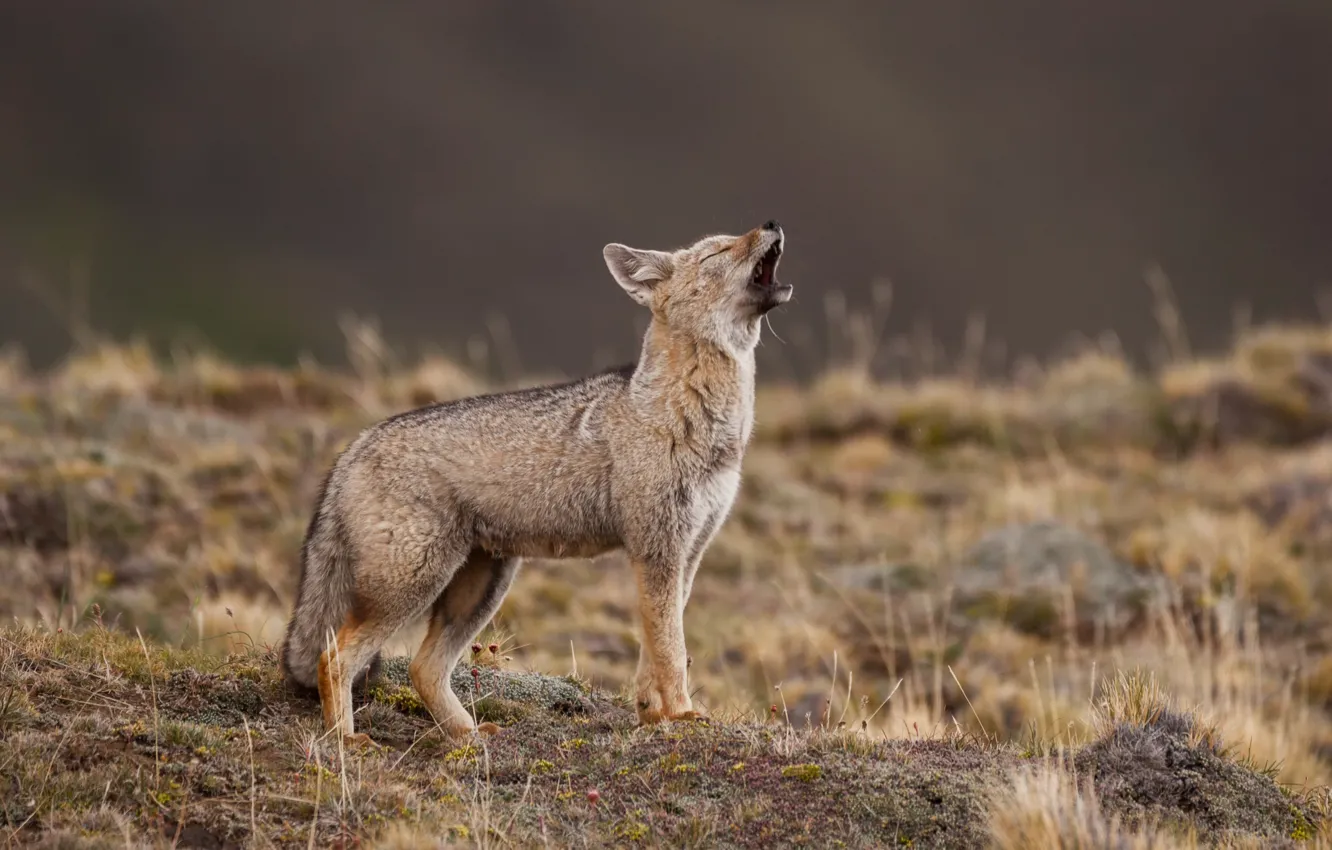 Wallpaper howl, bokeh, Grey fox for mobile and desktop, section собаки