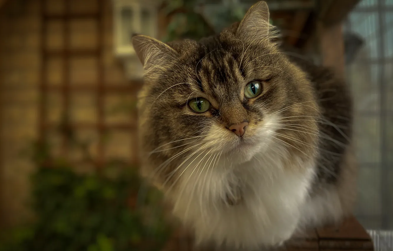 Photo wallpaper cat, look, fluffy, muzzle, cat